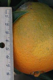              Fruit (Riverside, CA)       