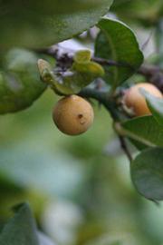              Fruit (Riverside, CA)       