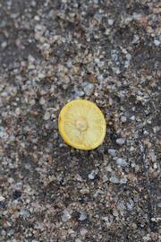              Fruit cross-section (Riverside, CA)       