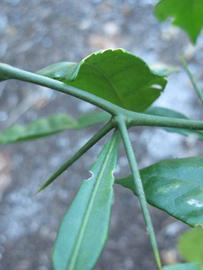            First year twig (Winter Haven, FL)   