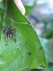              Margin (Winter Haven, FL)       