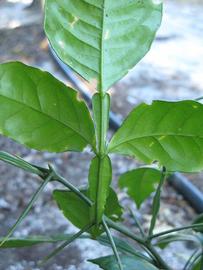              Rachis (Winter Haven, FL)       