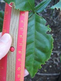              Leaflet (Winter Haven, FL)       