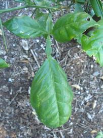              Compound leaf (Winter Haven, FL)       