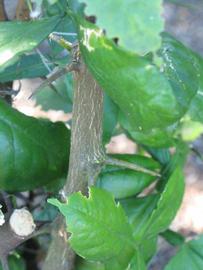              Second - third year twig (Winter Haven, FL)       