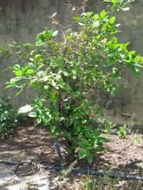            Habit (Winter Haven, FL)   