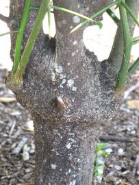            Bark (Winter Haven, FL)   