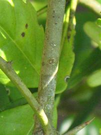              Second - third year twig (Winter Haven, FL)       