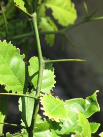            First year twig (Winter Haven, FL)   