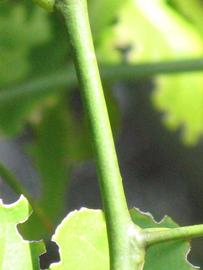            First year twig (Winter Haven, FL)   