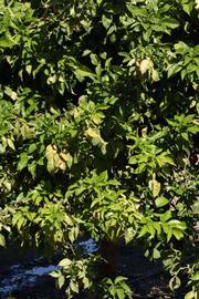            Habit (Riverside, CA)   