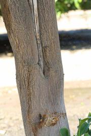            Bark (Riverside, CA)   