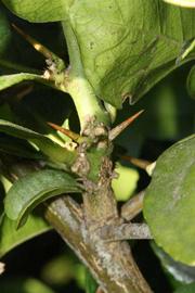              Second - third year twig (Riverside, CA)       