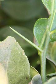              First year twig (Riverside, CA)       