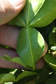              Petiole (Riverside, CA)       