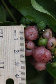              Fruit (Riverside, CA)       