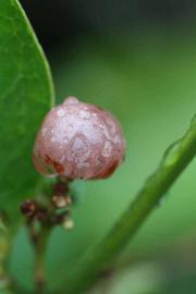              Fruit (Riverside, CA)       