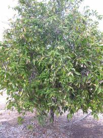            Habit (Riverside, CA)   