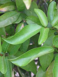            Shade leaves (Riverside, CA)   