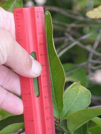            Leaflet (Riverside, CA)   