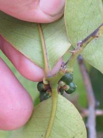            Petiole (Riverside, CA)   