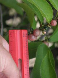            Fruit of  Glycosmis pentaphylla          (Riverside, CA)   