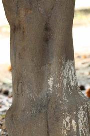            Bark (Riverside, CA)   