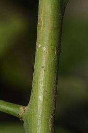            First year twig (Riverside, CA)   