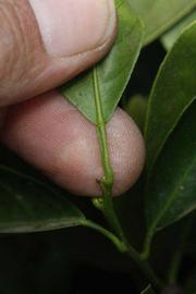              Petiole (Riverside, CA)       