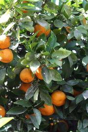            Fruit (Riverside, CA)   