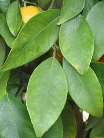              Shade leaves (Riverside, CA)       