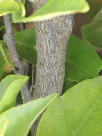              Second - third year twig (Riverside, CA)       
