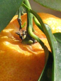            Fruit (Riverside, CA)   