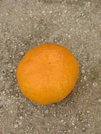            Fruit (Riverside, CA)   