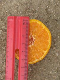            Fruit (Riverside, CA)   