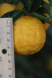            Fruit (Gomiri, Riverside, CA)   