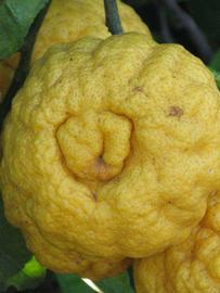            Fruit (Gomiri, Riverside, CA)   