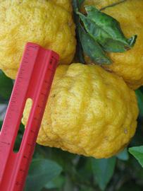            Fruit (Gomiri, Riverside, CA)   