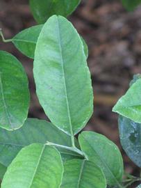              Unifoliolate leaf (Gomiri, Riverside, CA)       