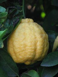            Fruit (Gomiri, Riverside, CA)   