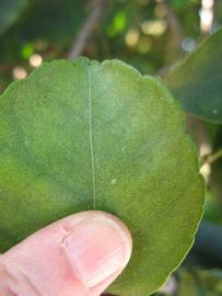              Margin (Winter Haven, FL)       