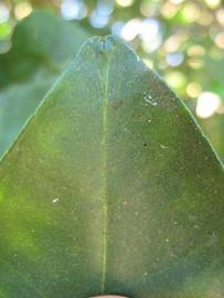              Margin (Winter Haven, FL)       