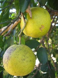              Fruit (Winter Haven, FL)       