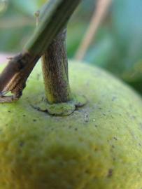              Fruit (Winter Haven, FL)       