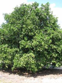            Habit (Winter Haven, FL)   