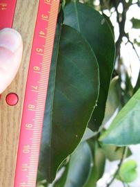              Unifoliolate leaf (Winter Haven, FL)       