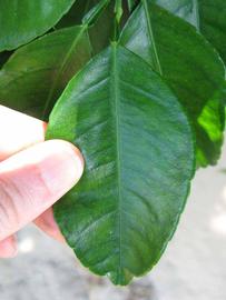              Unifoliolate leaf (Winter Haven, FL)       