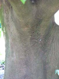            Bark (Winter Haven, FL)      