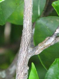              Second - third year twig (Winter Haven, FL)       