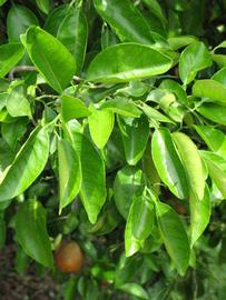              Sun leaves (Winter Haven, FL)       